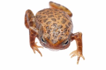 animal amphibian frog