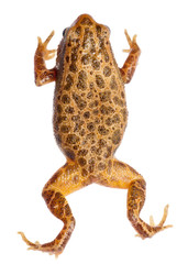 animal amphibian frog