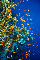 Obraz na płótnie Canvas Grupa koralowców wodzie ryb.
