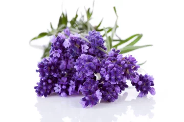 Photo sur Plexiglas Lavande Bunch of picked lavender