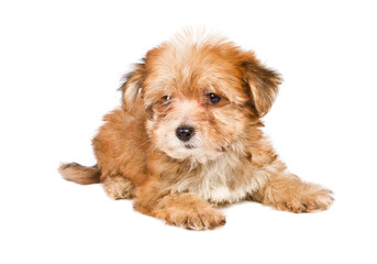 Puppy yorkshire terrier on the white background