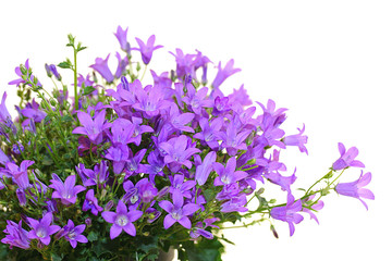 Glockenblume (campanula portenschlagiana)