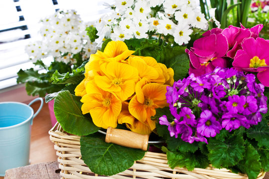 Fr&uuml;hling