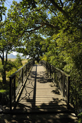 Bewaldete Br&uuml;cke ohne Ende