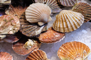 Fresh scallops