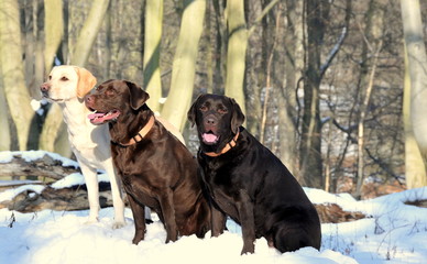 three labradors