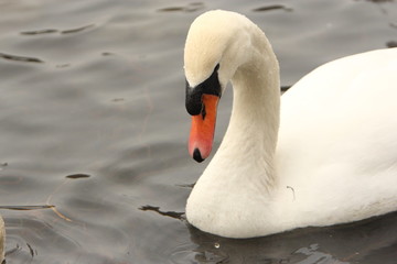 Mute swan
