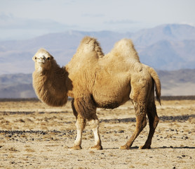 Bactrische kameel in de steppen van Mongolië