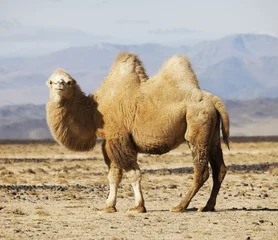 Fotobehang Kameel Bactrische kameel in de steppen van Mongolië