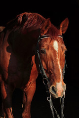 Portrait red horse on a dark background