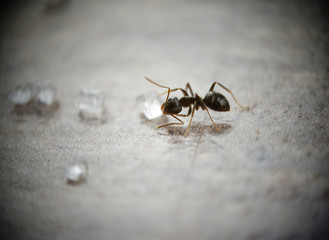 Ant licking a sugar crystal.