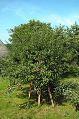 Apples on tree