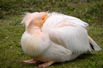 pelican2