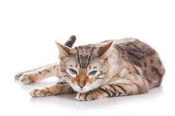 Obraz premium Kot na białym tle