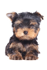 Yorkshire terrier puppy on white