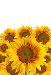 The beautiful sunflower