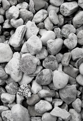 SeaShells And Rocks Background