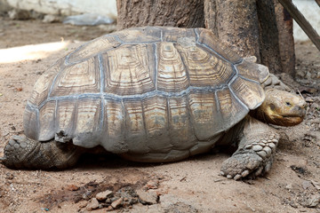 Old Turtle