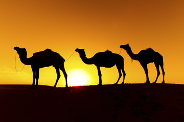 Fototapeta na wymiar Camel train Silhouette on the Dunes of the Thar Deser