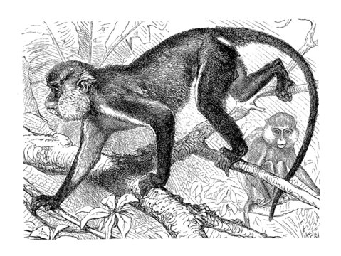 Monkey 52