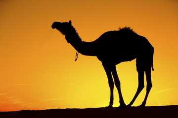 Silhouette of a Camel on the Dunes of the Thar Desert