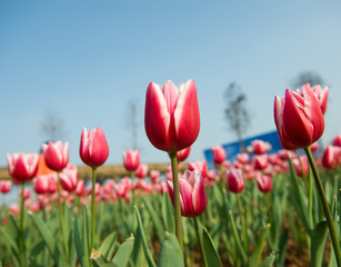 red tulips
