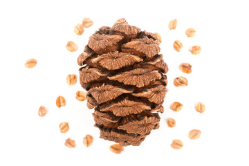 sequoia cone isolated on white background