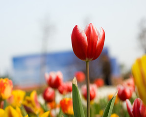 tulips in the garden