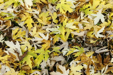 foglie texture sfondo trama