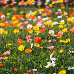 colorful poppy flowers