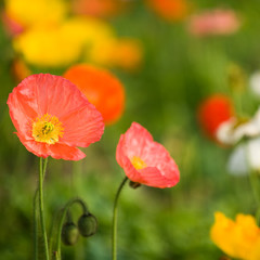 Fototapeta premium kolorowe kwiaty maku