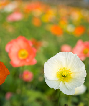 colorful poppy flowers