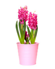 Naklejka na ściany i meble Flower hyacinth in a pink pot