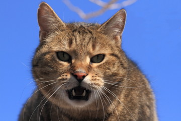 Obraz premium Katzenkopf