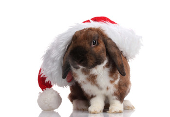 Lop-eared rabbit in cap of Santa Claus isolated on white