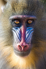 Mandrill portrait