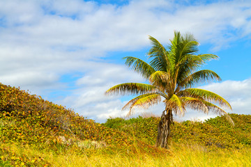 Naklejka premium Palm Tree on Boca Raton Beach in Florida