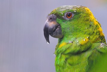 Amazon Parrot. © StockPhotoAstur