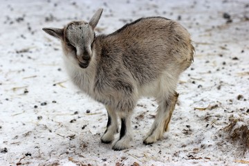 Zwergziegenkind im Schnee