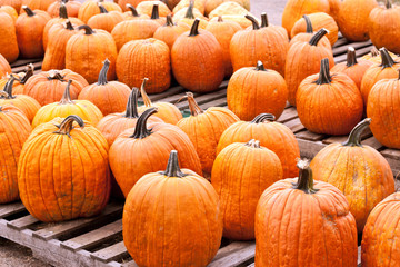 Many pumpkins sitting on crates in a market setting