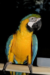 Treeside perch