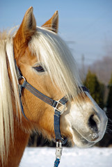 Haflinger