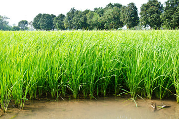 Water is a space between the rice.