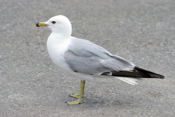 Seagull