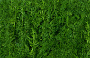 fennel_background