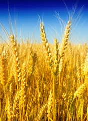 Fototapeta premium Wheat field against a blue sky