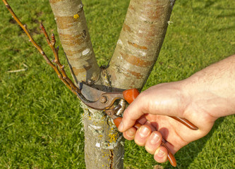 Man pruning Tree in Spring