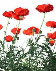 Fototapeta premium red poppies