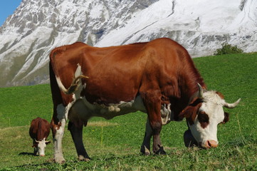 Fototapeta na wymiar krów w górach
