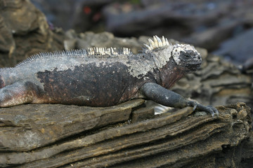 Obraz premium Galapagos Marine Iguana